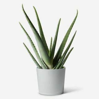 Aloe Vera növény