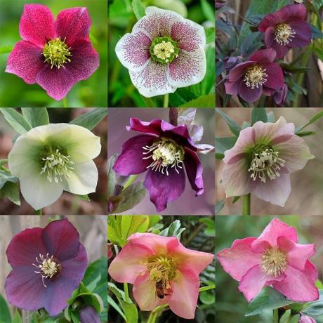 Helleborus