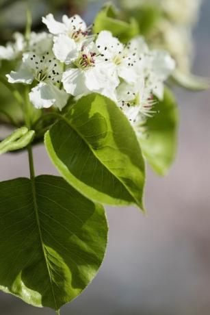 Körte, Callery körte Chanticleer, Pyrus calleryana Chanticleer, fehér virágok a fán.