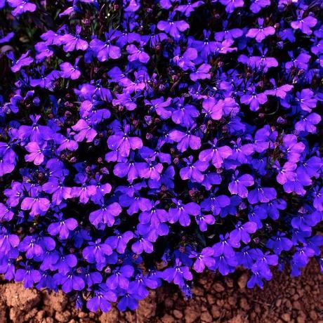 Lobelia Bush kristálypalota