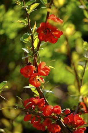 Chaenomeles (Chaenomeles), virágok, Ausztria