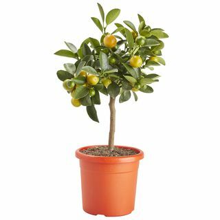 Citrus 14 cm-es narancssárga műanyag termesztő edényben