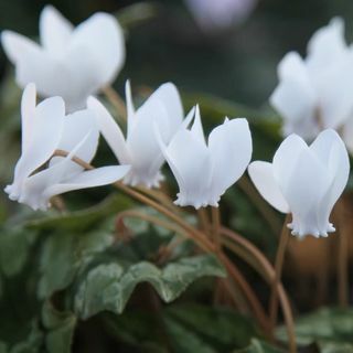 Cyclamen hederifolium var. hederifolium f. albiflorum