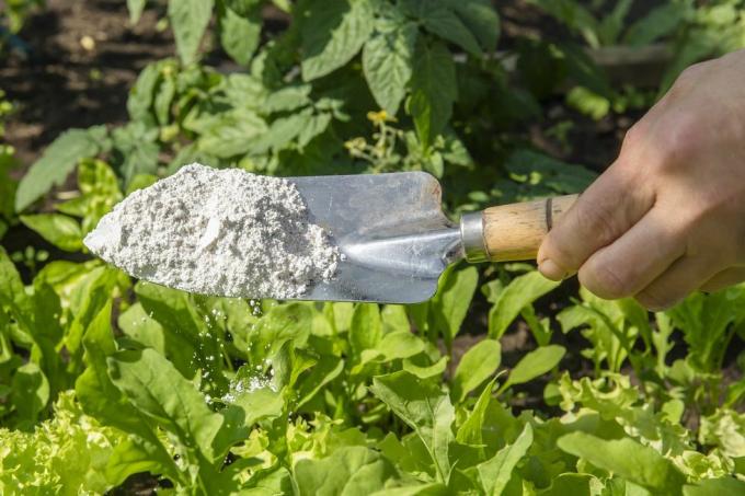 kertész szórja kovaföld kizelgur port nem mérgező szerves rovarriasztó szerhez a zöldséges kertben lévő salátára, dehidratálja a rovarokat