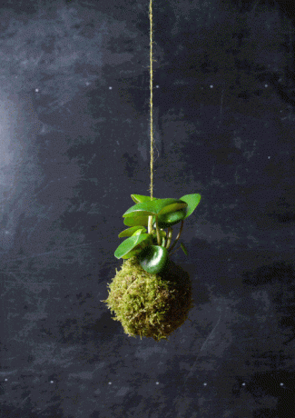 Kokedama kézműves - Anna Garforth