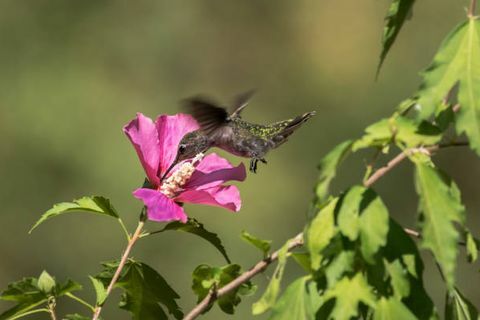 egy kolibri repül a sharonvirág rózsa körül, nektárt vagy pollent gyűjtve