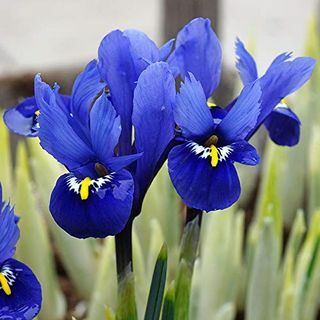 Iris Reticulata „Harmónia”