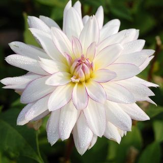 Dahlia " őrült szerelem"