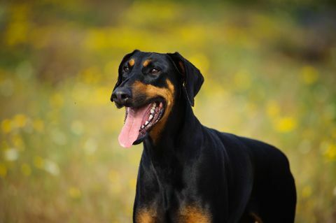 Doberman kutya