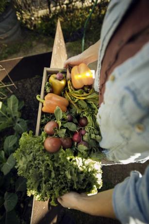 Felülnézete nő, frissen betakarított zöldségekkel, ládaban, biogazdaságban