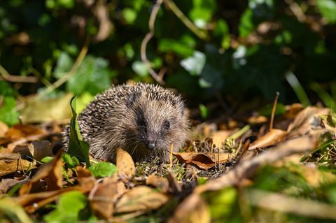 fiatal sündisznó erinaceus europaeus a kertben, száraz lombok között, egy napsütéses őszi napon