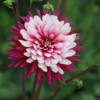 Dahlia " Rebecca világa"