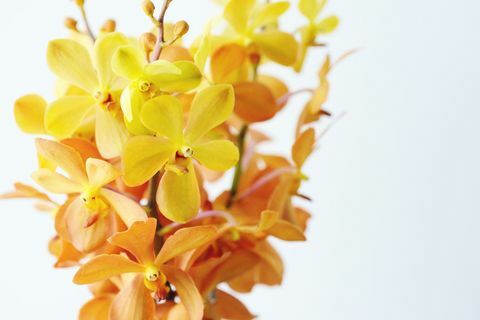 Közelkép egy csomó sárga és narancssárga orchideák