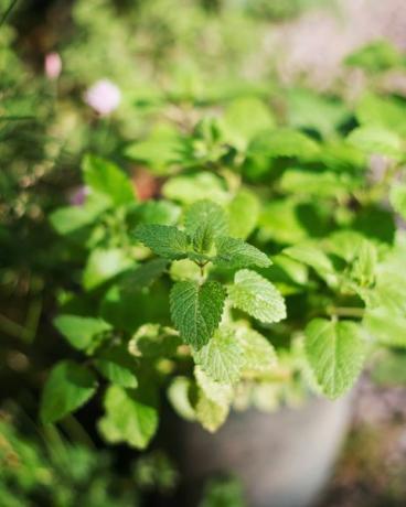 menta növény egy edényben a veteményeskertben a nap alatt