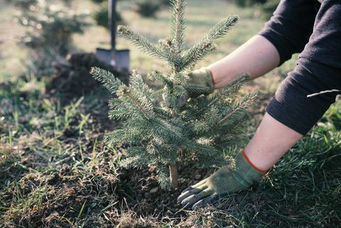 Munkavállaló egy fiatal fát ültetett a kertbe. Kis ültetvény egy karácsonyfa. Picea pungens és Abies nordmanniana. Luc és fenyő.