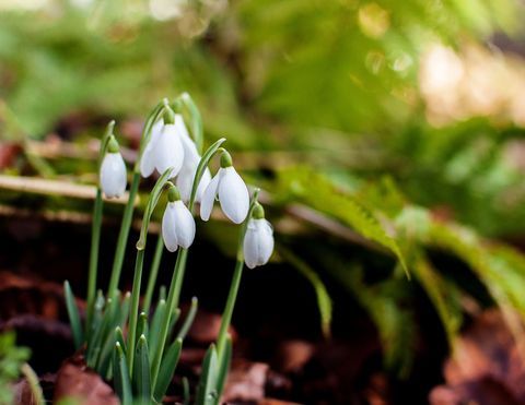 Természetesen növekvő hóvirág (Galanthus) klaszterek