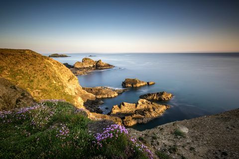 Vadvirágok a Pembrokeshire-i parti ösvény szikláin, Nine Wells közelében, Szent Davids közelében, Wales