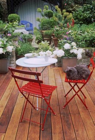 Perzsa macska egy széken, a kertben