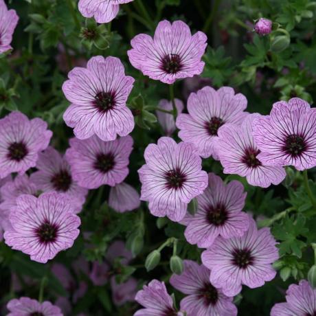 Geranium (Cinereum Group) 'Ballerina'