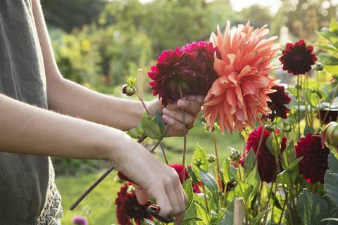 Zár-megjelöl-ból nő dahlia virág levágása allokációban.