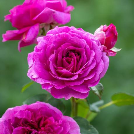 Rosa 'Timeless Purple'