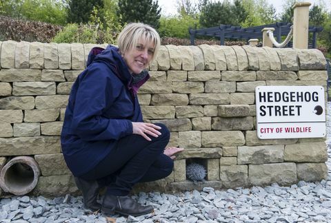 Az Egyesült Királyságban az első állandó Hedgehog utcai kertet a RHS Harlow Carr-nál, North Yorkshire-ben mutatták be.