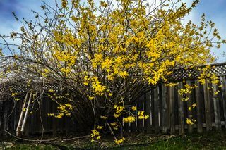 forsythia, arany harangvirág