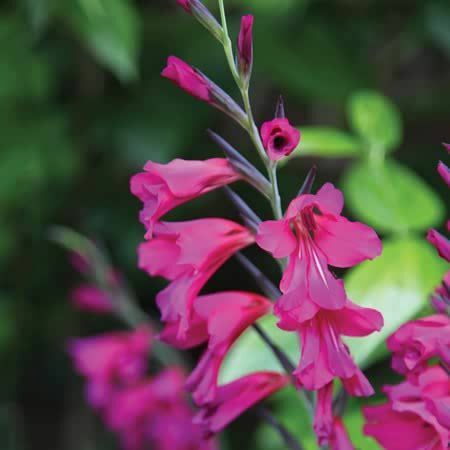 Gladiolus italicus - Gladioli hagymák