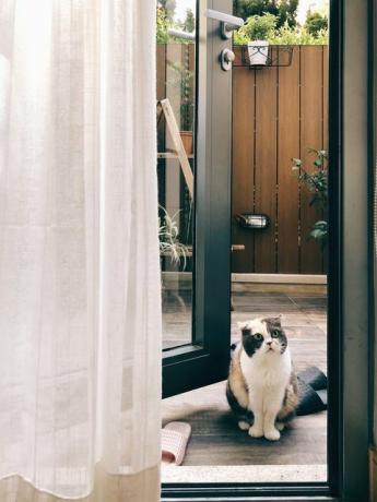Macska ül otthon ajtó mellett