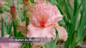 Rachel de Thame legjobb színes növényei egy nyári kerthez