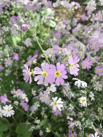 Mérsékelt ház, Kew Gardens