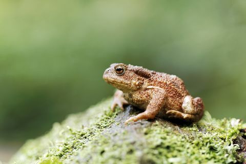 Közönséges varangy, Bufo bufo, egyetlen varangy rönkön, Warwickshire