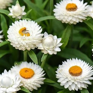 Xerochrysum Bracteatum, szalmavirág