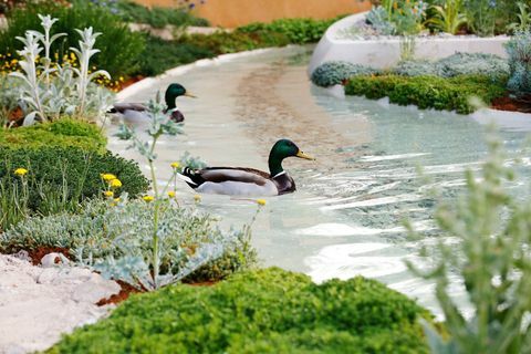 A kacsák úsznak a Dubai Majlis kertben, a londoni RHS Chelsea virágkiállításon, 2019. május 21-én, kedden.