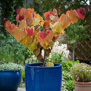 Cercis Canadensis „Örök láng”®