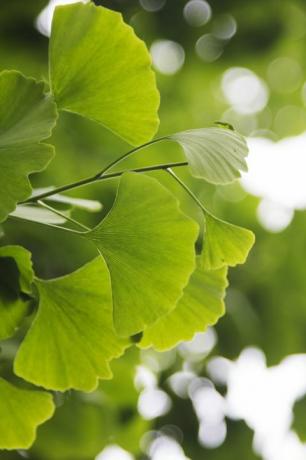 Ginkgo biloba levelek