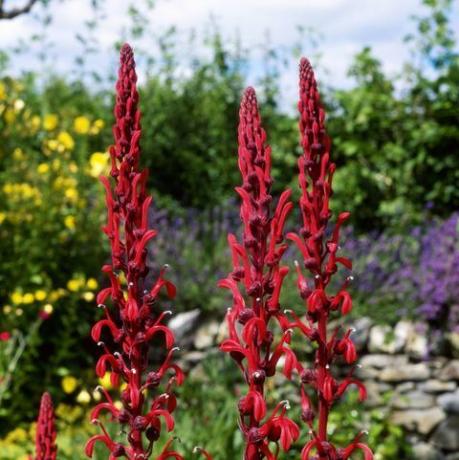 Lobelia tupa, közelkép, piros virág