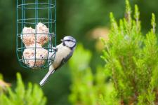 4 közös karácsonymaradék, amelyet a madaraknak adnunk kellene - mit tápláljunk a madaraknak