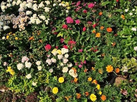 Friss virágok és növények a kertben