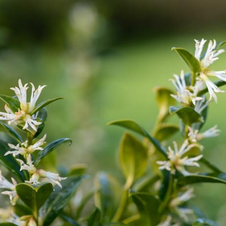 határ növények, közelről virágok egy édes doboz sarcococca confusa cserje