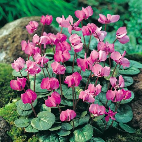 Cyclamen Coum (13-15 cm-es izzók)