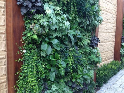Függőleges, élő és zöld falak a kertben