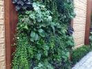 Miért kellene zöldíteni a falait függőleges ültetéssel