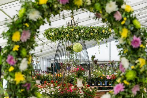 A Tatton Park 2019. évi virágbemutatója: A Chrysanthemums Direct középpontjában a Mester termesztője lesz