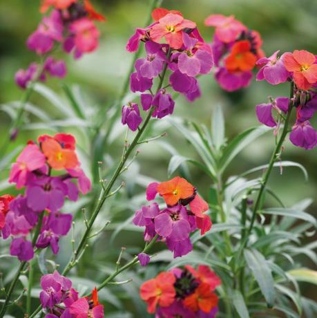 Erysimum 