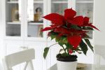 Mikulásvirág gondozása: Minden, amit a karácsonyi virágról tudni kell