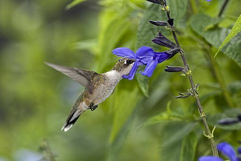 A ruby ​​torkú kolibri táplálkozik a salvia guaraticán