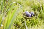 Hogyan lehet feltörni egy húsvéti tojást - a csokoládé húsvéti tojás megnyitásának legjobb módja