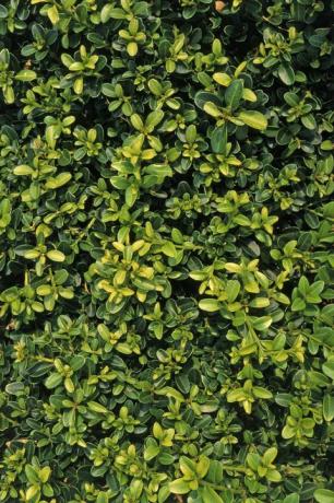 Buxus sempervirens 'Kingsville Dwarf', a zöld-sárgás levelek számát mutató fajta