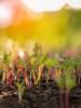 Növelje sajátját: 5 közös kertészkedési mítosz került bemutatásra